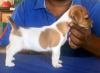 DogsIndia.com - Jack Russell Terrier - Shade's Russells