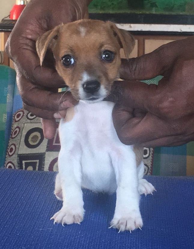 DogsIndia.com - Jack Russell Terrier - Shade's Russells
