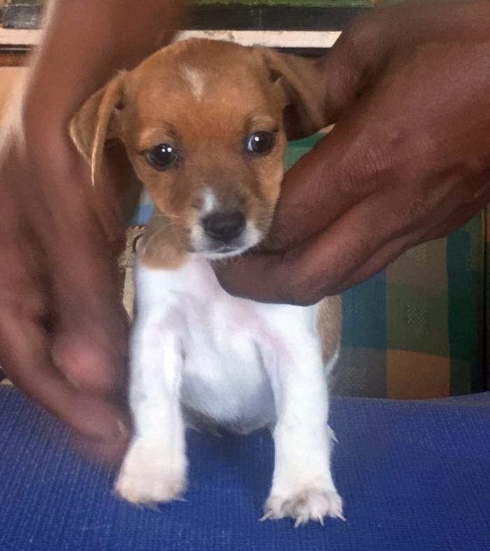 DogsIndia.com - Jack Russell Terrier - Shade's Russells
