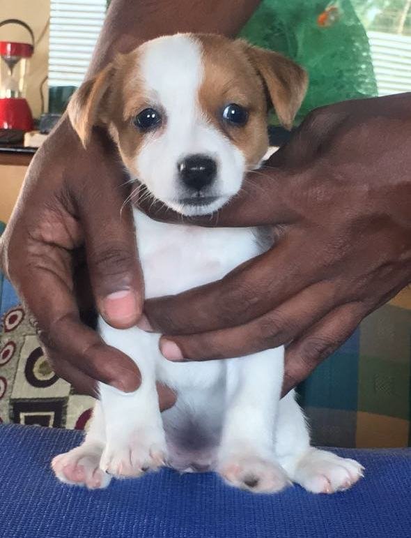 DogsIndia.com - Jack Russell Terrier - Shade's Russells
