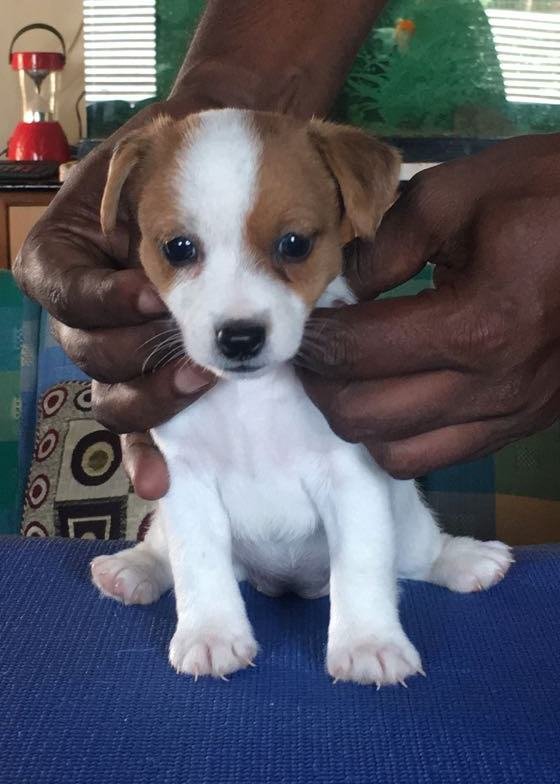 DogsIndia.com - Jack Russell Terrier - Shade's Russells