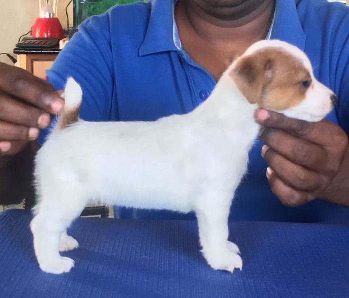 DogsIndia.com - Jack Russell Terrier - Shade's Russells