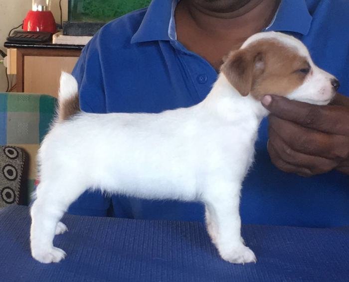 DogsIndia.com - Jack Russell Terrier - Shade's Russells