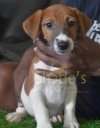 DogsIndia.com - Jack Russell Terrier - Shade's Russells