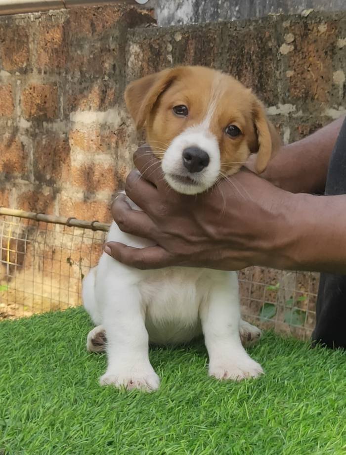 DogsIndia.com - Jack Russell Terrier - Shade's Russells