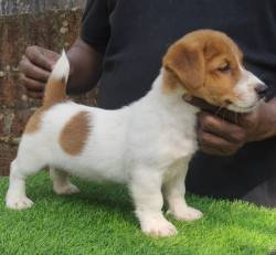 DogsIndia.com - Jack Russell Terrier - Shade's Russells