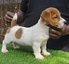 DogsIndia.com - Jack Russell Terrier - Shade's Russells