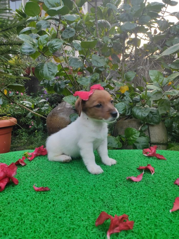 DogsIndia.com - Jack Russell Terrier - Shade's Russells