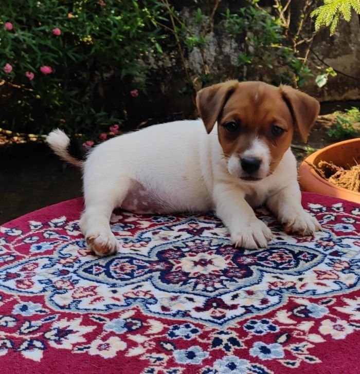 DogsIndia.com - Jack Russell Terrier - Shade's Russells