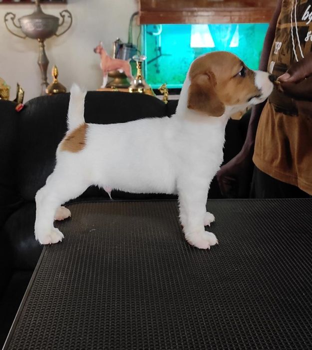 DogsIndia.com  Jack Russell Terrier  Shade's Russells