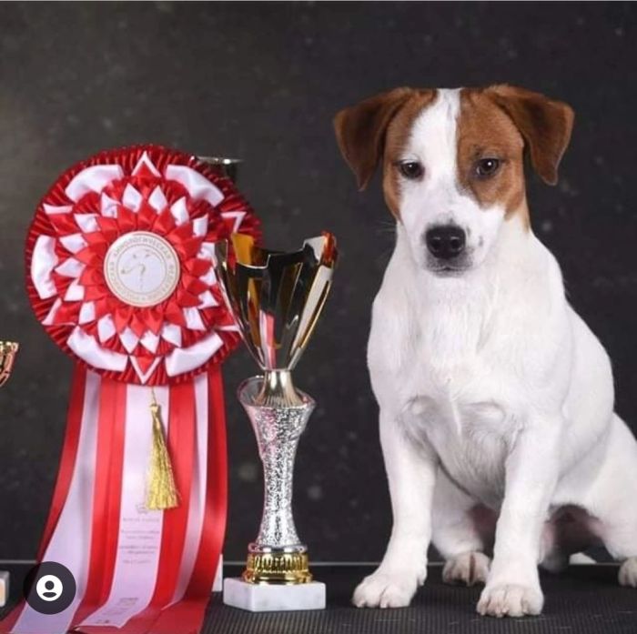 DogsIndia.com  Jack Russell Terrier  Shade's Russells
