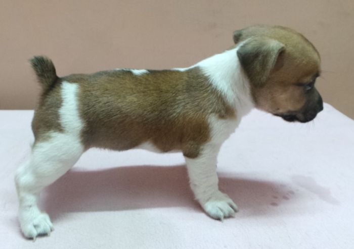 DogsIndia.com - Jack Russell Terrier - Siva