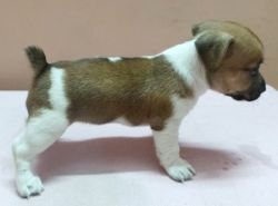 DogsIndia.com - Jack Russell Terrier - Siva