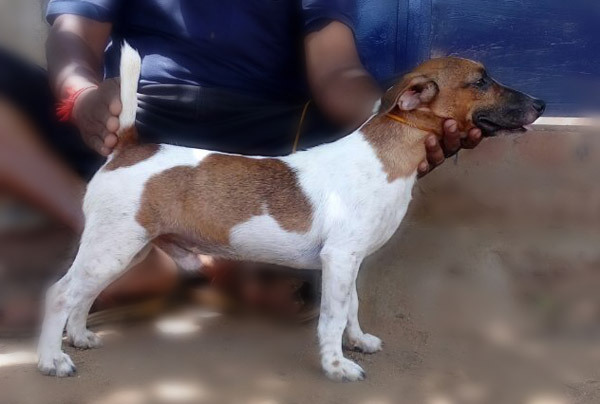 DogsIndia.com - Jack Russell Terrier - Siva