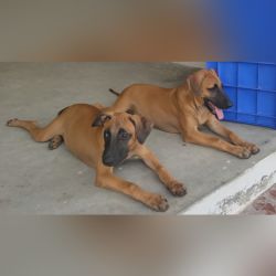 DogsIndia.com - Kombai - Jawaharbabu