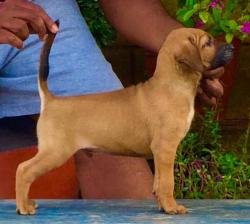 DogsIndia.com - Kombai - Prasanna
