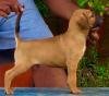 DogsIndia.com - Kombai - Prasanna