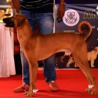 kombai_sam_litter1_puppy1a_12-2-26