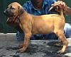 DogsIndia.com - Kombai - Tazi Kennels