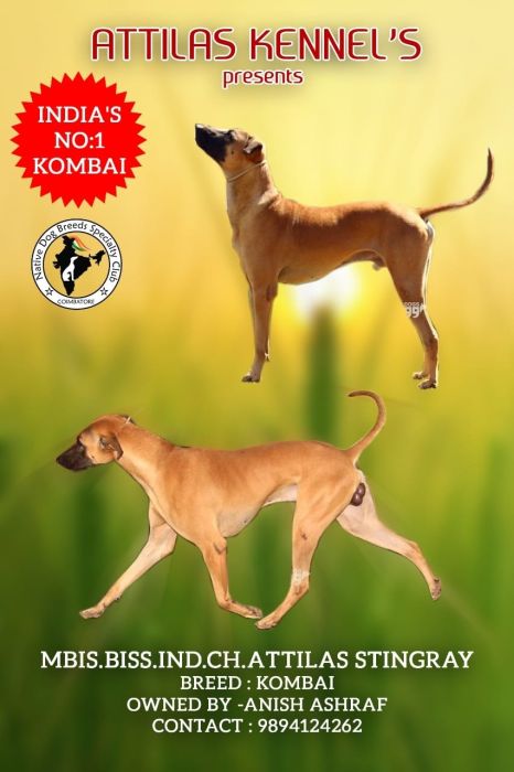 DogsIndia.com - Kombai - Tazi Kennels