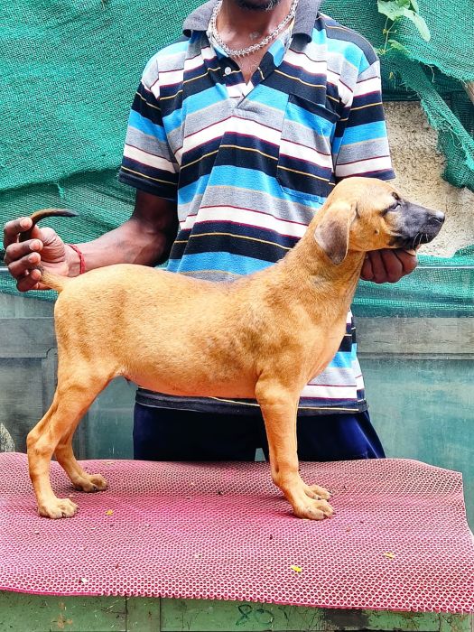 DogsIndia.com  Kombai Combai  Tazi Kennels