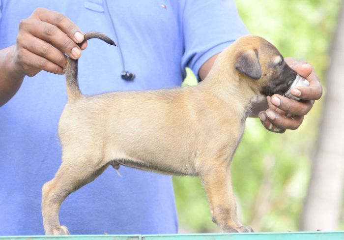 DogsIndia.com - Kombai - WinBro's Kennel
