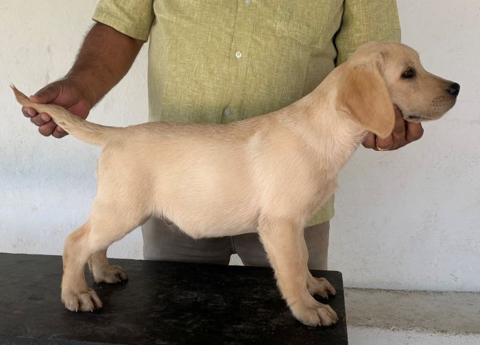 DogsIndia.com - Labrador Retriever - Aishu Kennels