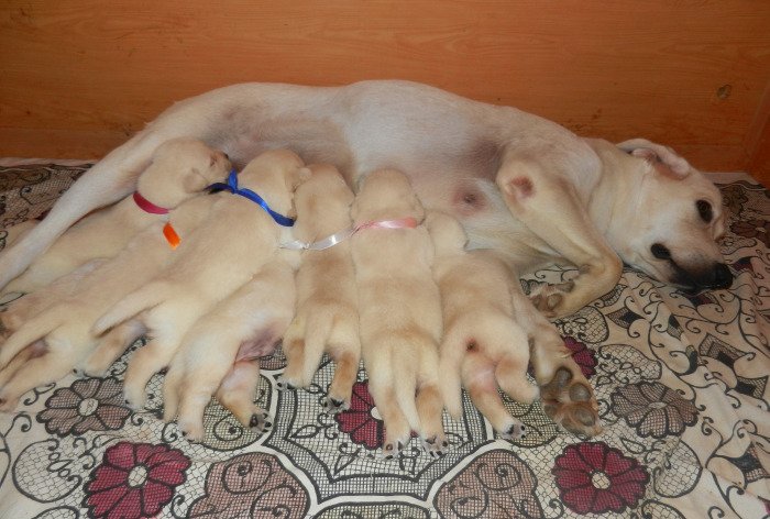 DogsIndia.com - Labrador Retriever - Amith Walton - Marathon Riders