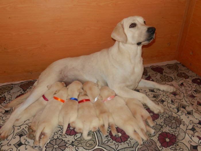 DogsIndia.com - Labrador Retriever - Amith Walton - Marathon Riders