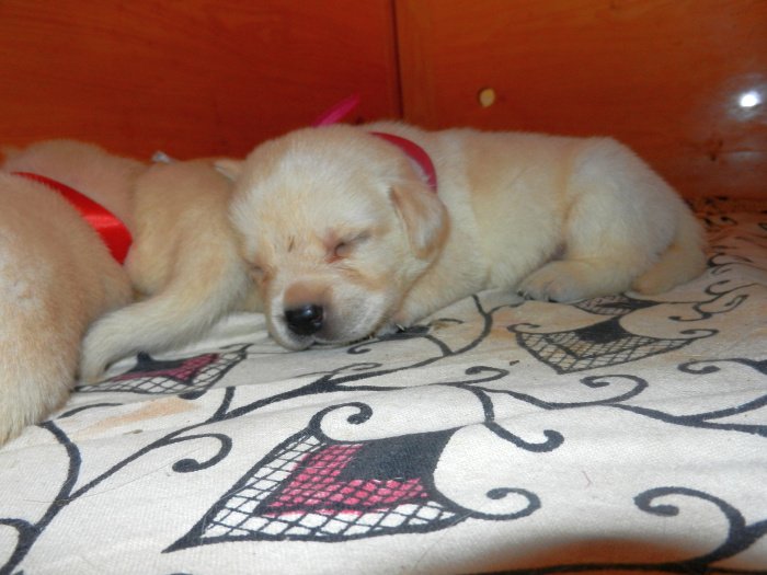 DogsIndia.com - Labrador Retriever - Amith Walton - Marathon Riders