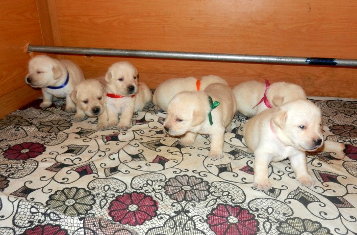 DogsIndia.com - Labrador Retriever - Amith Walton - Marathon Riders
