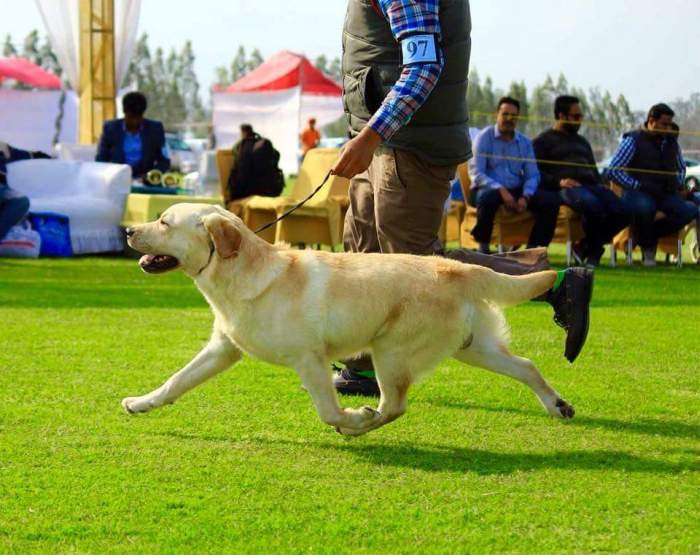 DogsIndia.com - Labrador Retriever - Amith Walton - Marathon Riders