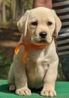 DogsIndia.com - Labrador Retriever - Amith Walton - Marathon Riders