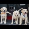 DogsIndia.com - Labrador Retriever - Amith Walton - Marathon Riders