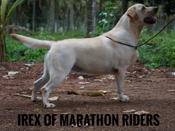 DogsIndia.com - Labrador Retriever - Amith Walton - Marathon Riders