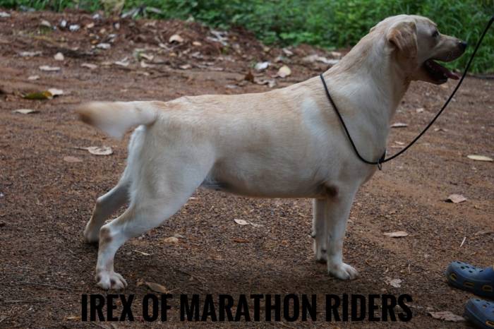 DogsIndia.com - Labrador Retriever - Amith Walton - Marathon Riders