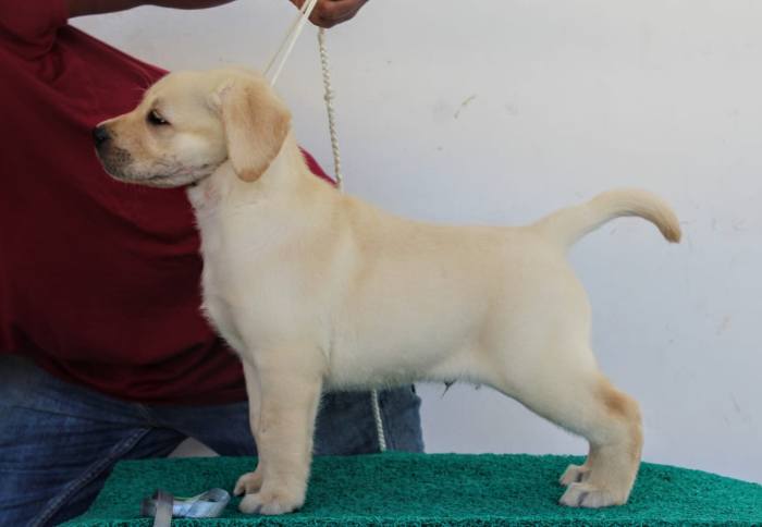 DogsIndia.com - Labrador Retriever - Aniva Labradors - Anish