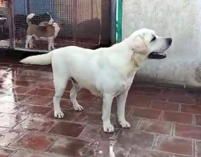 DogsIndia.com - Labrador Retriever - Aniva Labradors - Anish