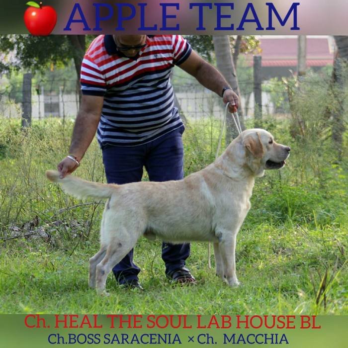 DogsIndia.com - Labrador Retriever - Apple Kennel