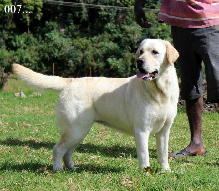 DogsIndia.com - Labrador Retriever - Apple Kennel