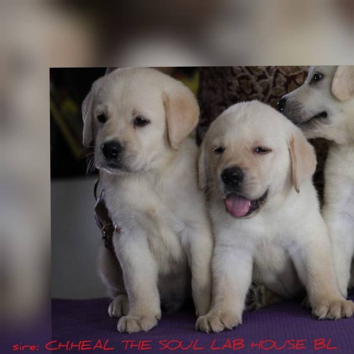 DogsIndia.com - Labrador Retriever - Apple Kennel