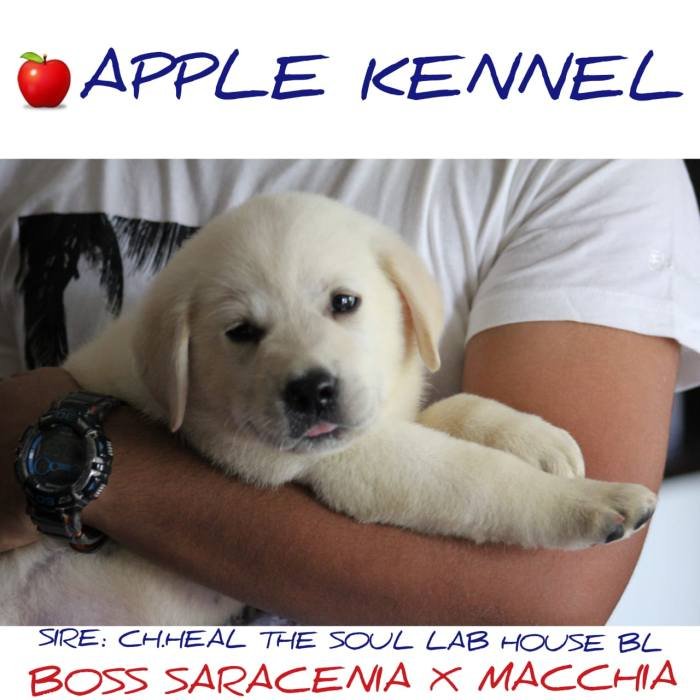 DogsIndia.com - Labrador Retriever - Apple Kennel