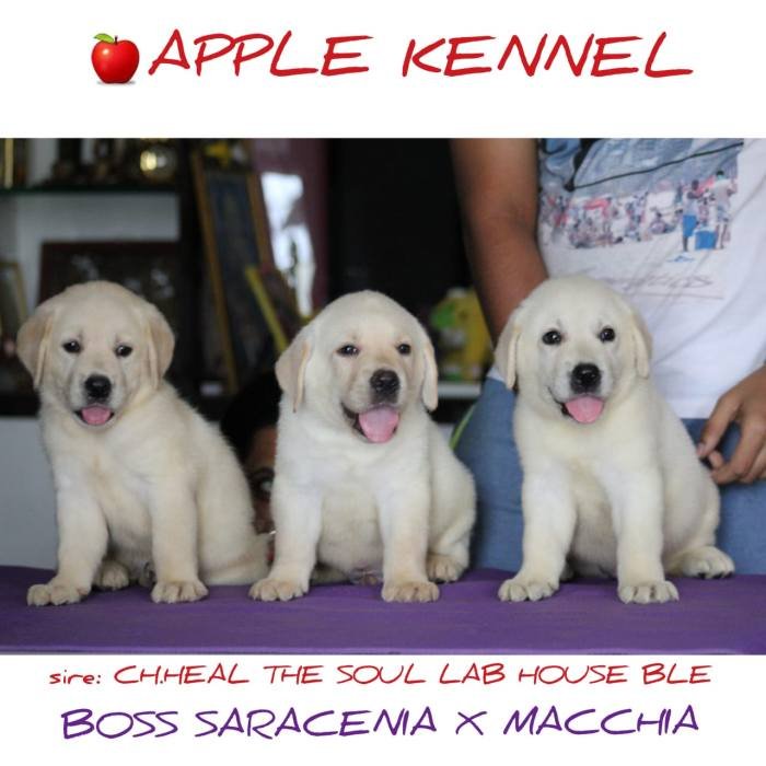 DogsIndia.com - Labrador Retriever - Apple Kennel