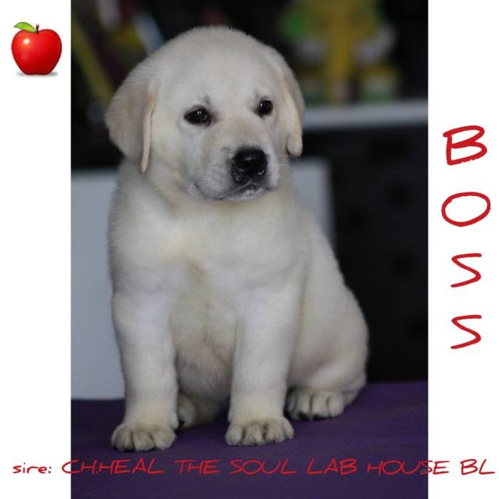 DogsIndia.com - Labrador Retriever - Apple Kennel