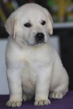 DogsIndia.com - Labrador Retriever - Apple Kennel