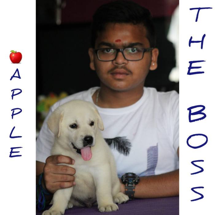 DogsIndia.com - Labrador Retriever - Apple Kennel