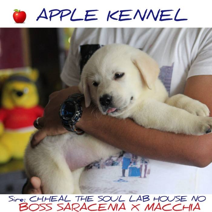DogsIndia.com - Labrador Retriever - Apple Kennel
