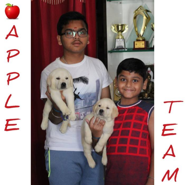 DogsIndia.com - Labrador Retriever - Apple Kennel