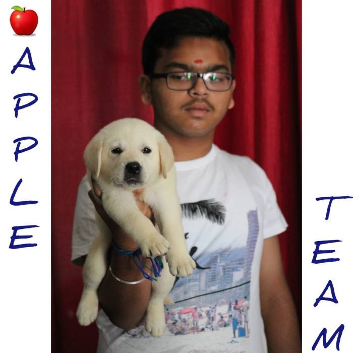 DogsIndia.com - Labrador Retriever - Apple Kennel