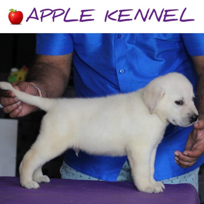DogsIndia.com - Labrador Retriever - Apple Kennel